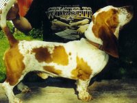 J&amp;S Linn County Mac | Basset Hound 