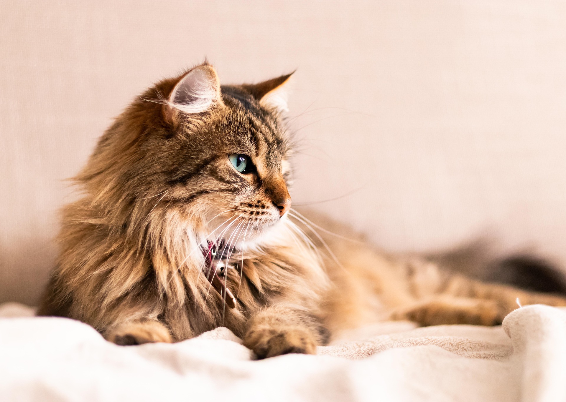 Long hair tabby cat 