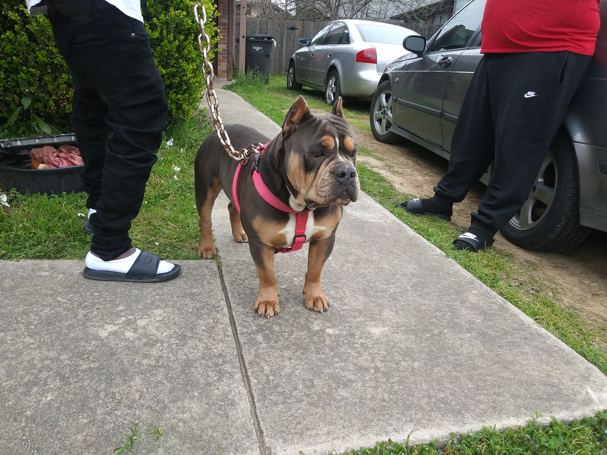 Wilson's true aka Big Pablo | American Pit Bull Terrier 