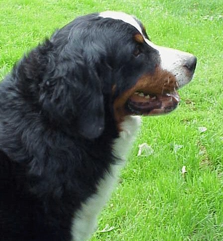 Peacefield's Blyethe Spiriti | Bernese Mountain Dog 