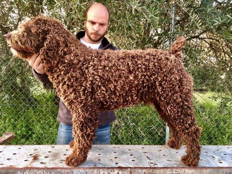 Mario II del Bolanio | Spanish Water Dog 