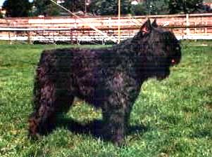 Joya De Dasilva | Bouvier des Flandres 