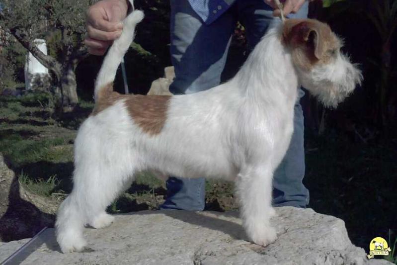 Whitetan Markus | Jack Russell Terrier 