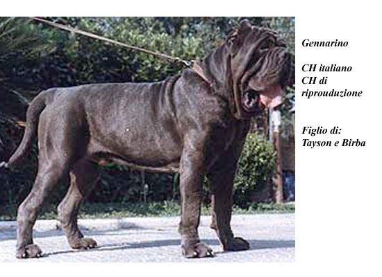 Gennarino | Neapolitan Mastiff 