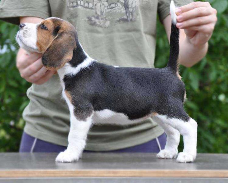 Diósgyori-Ozugró Cranberry Cocktail | Beagle 