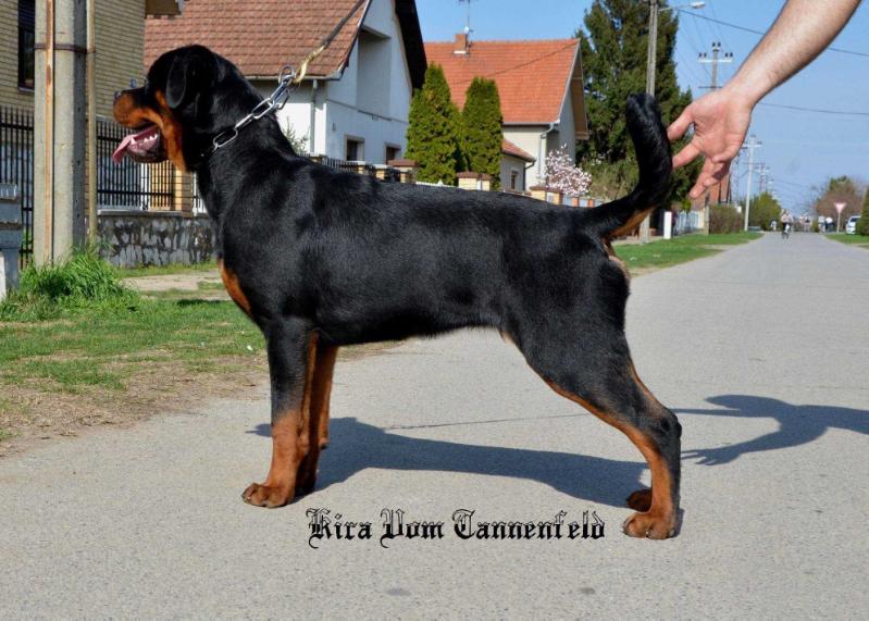 Kira Vom Tannenfeld | Rottweiler 