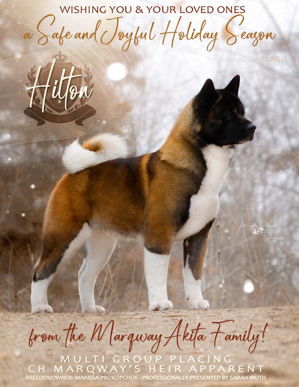 Marqway’s Heir Apparent | Akita 