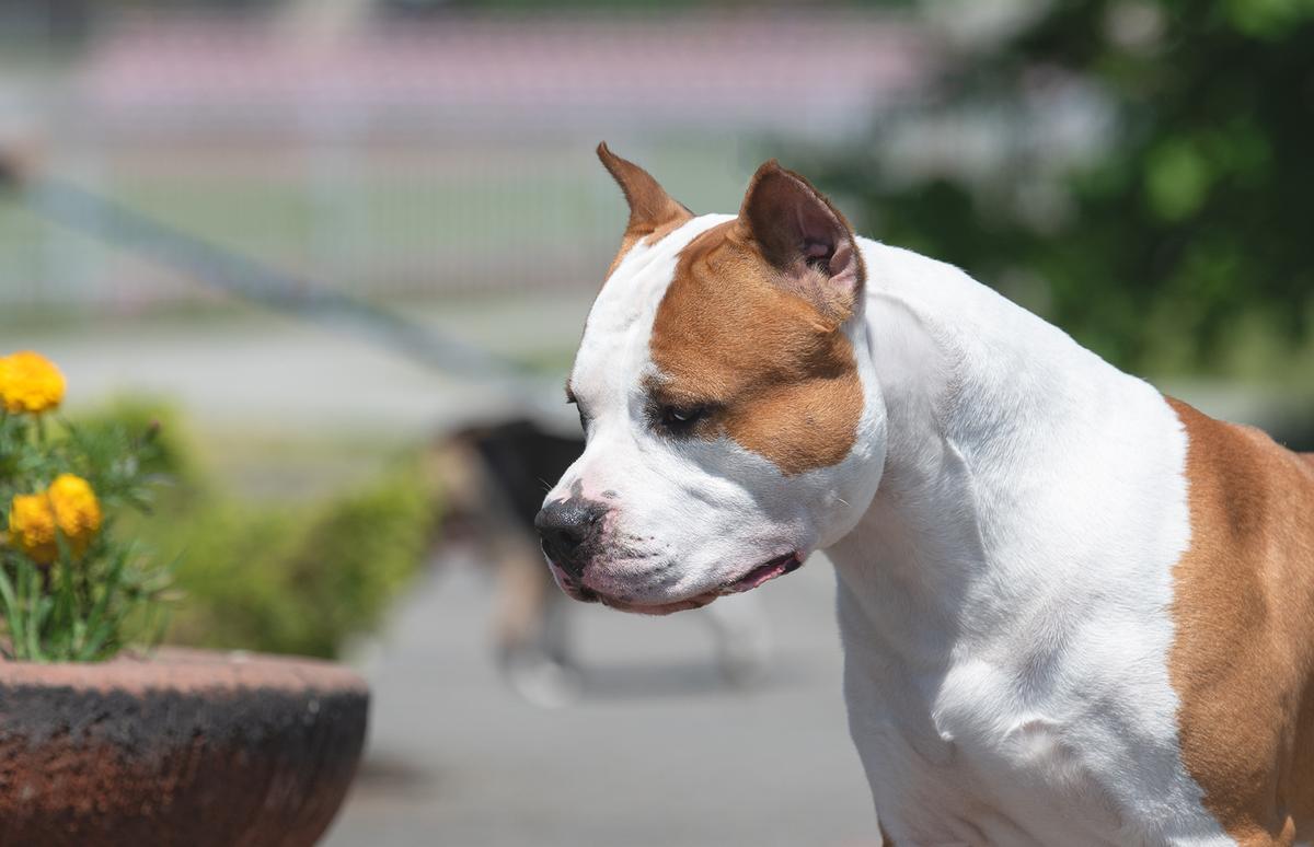 Anikord HOT PEPPER | American Staffordshire Terrier 