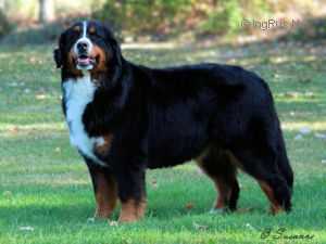 Maroussia Esprit | Bernese Mountain Dog 