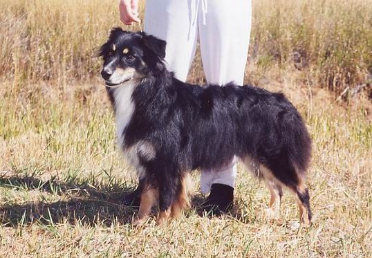 Colorado's Starlite Sioux | Australian Shepherd 