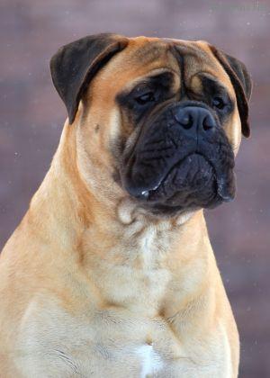 Imperia Rusbull Atom | Bullmastiff 