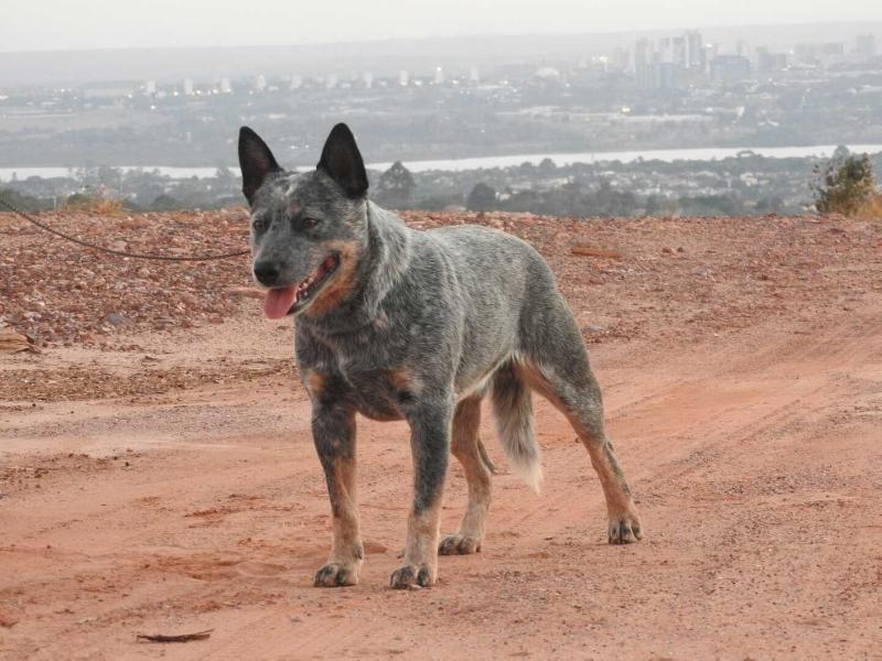 Polar Bear Z. M. G. C. do NVBK Heeler Selivon | Australian Cattle Dog 