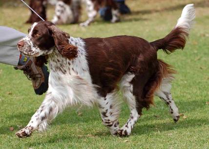 Adamant's Rumours No More | English Springer Spaniel 