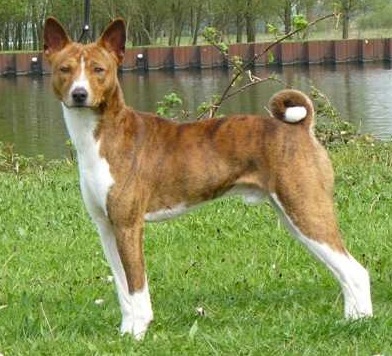 Chafuko Amani Toka Kilima | Basenji 