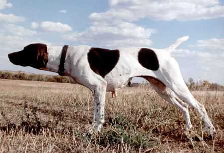 Heide Ho-Pinehurst | German Shorthaired Pointer 