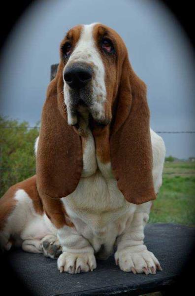 Autumnblazes Make My Day | Basset Hound 