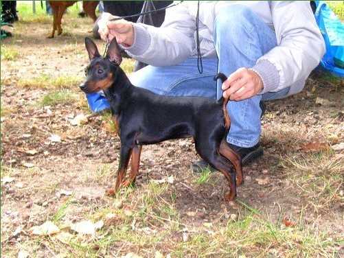 FABIA Pocahontas | Miniature Pinscher 