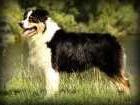 Ebony Pearl Carcassonne Tolugo | Australian Shepherd 