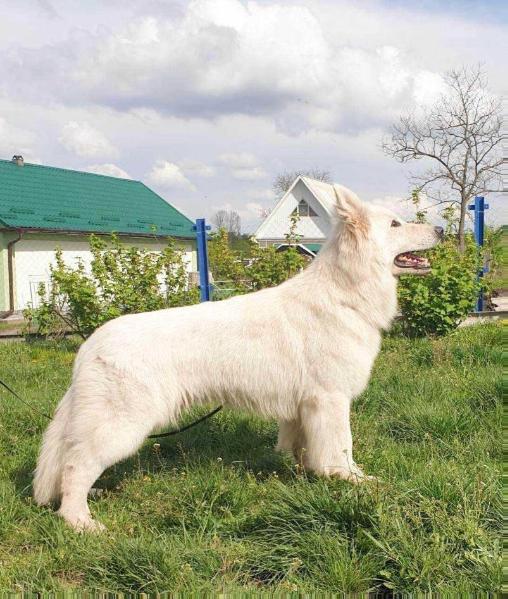 BRIGAND ZBARAZHSKYI DVIR | White Swiss Shepherd Dog 