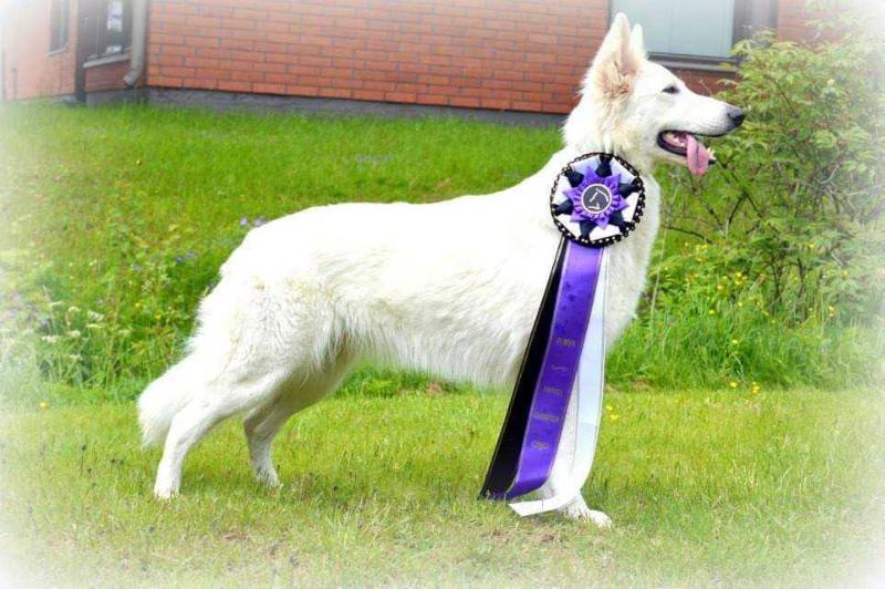 KANERVAKANKAAN LUMIKUNINGATAR | White Swiss Shepherd Dog 