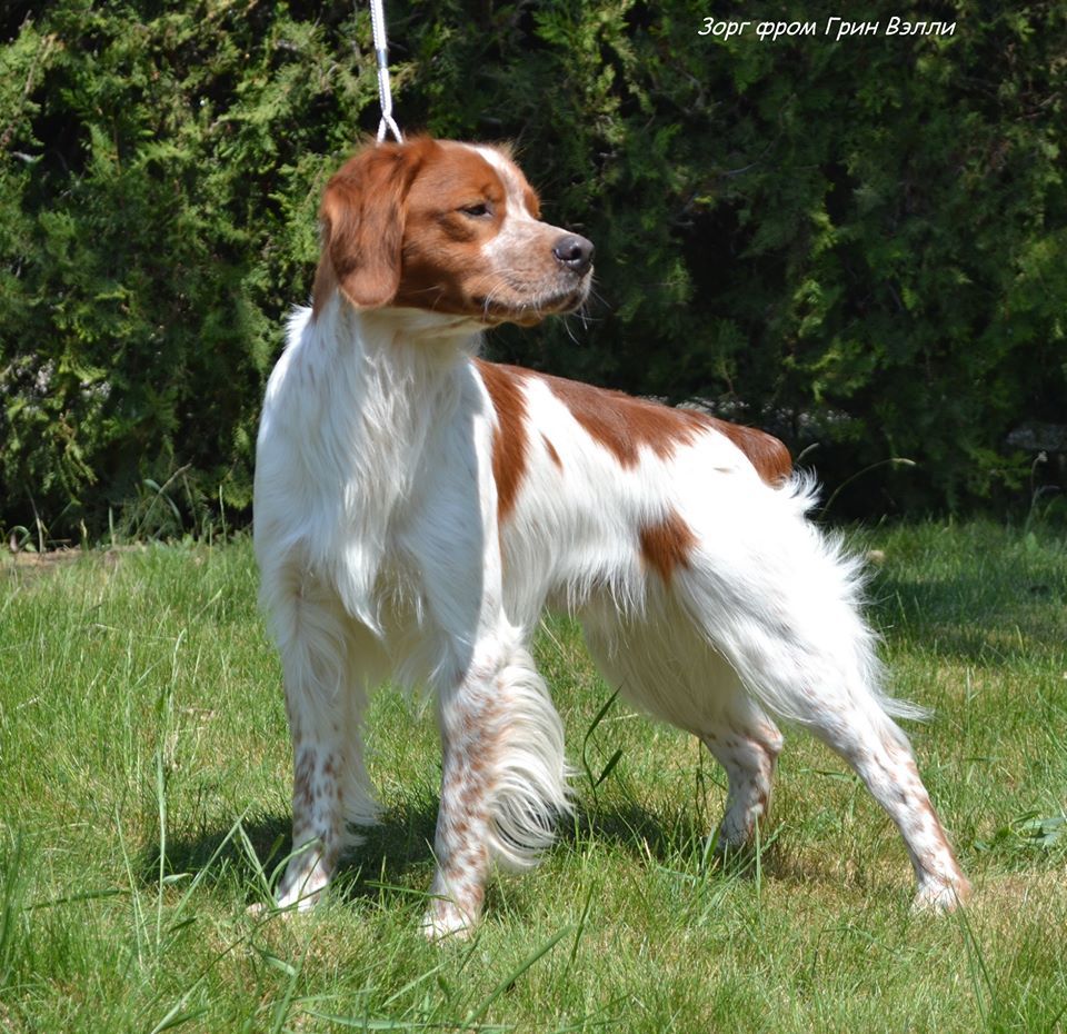 ZORG from Grin Valley | Brittany 