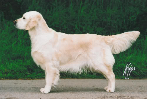 Twilly Iphiginia of Summeramba | Golden Retriever 