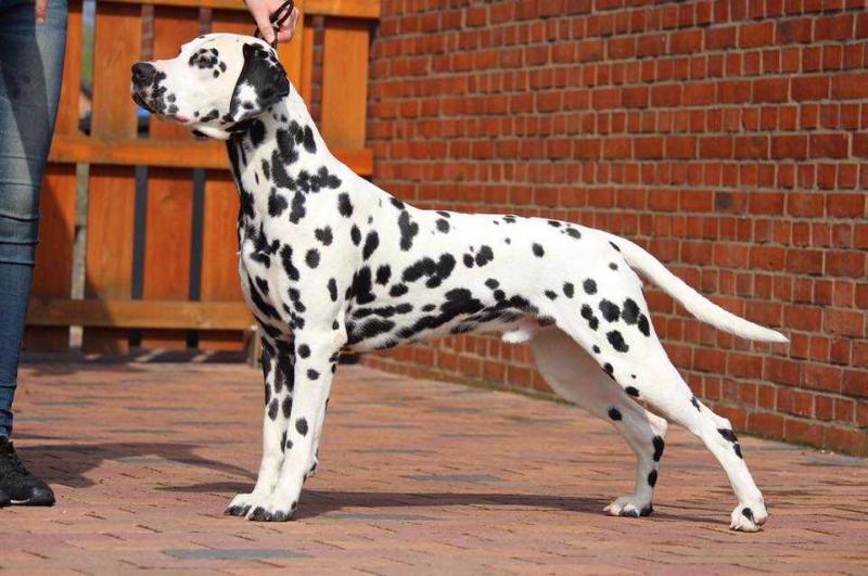 Orion's Belt Classy Clipper | Dalmatian 