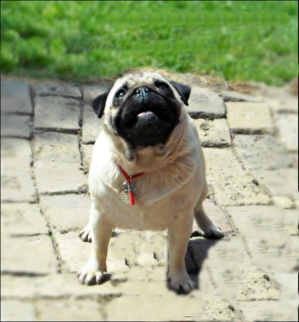 Attractive Look | Pug 