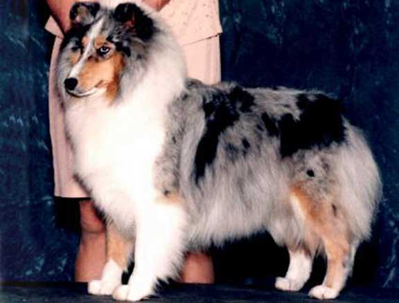 Shadow Hill's Satin Doll | Shetland Sheepdog 