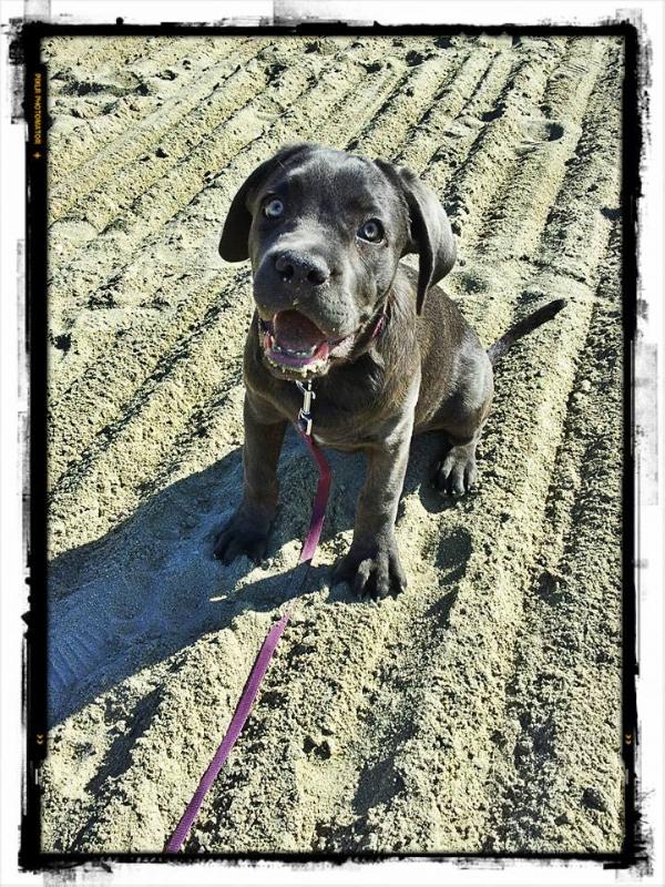 Kratosz Nuvola | Cane Corso 