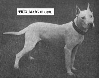 Trix Marvelous (1904) | Bull Terrier 