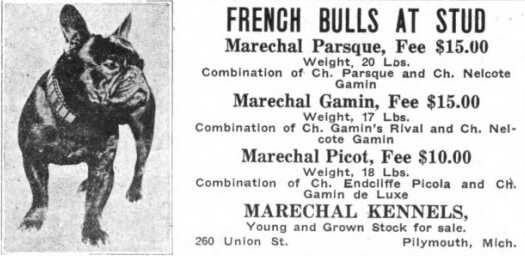 Marechal Parsque | French Bulldog 