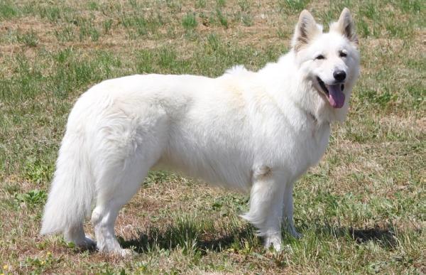 Fork du Domaine du Chene au Loup | White Swiss Shepherd Dog 