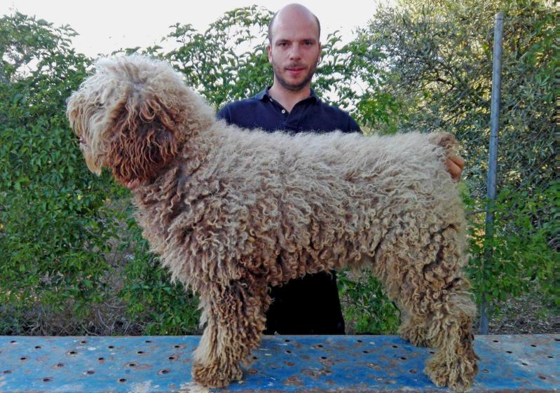 Yaky de El Polvorín | Spanish Water Dog 