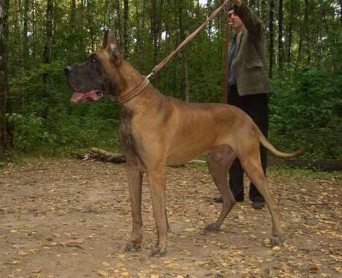 Zlatorichard | Great Dane 