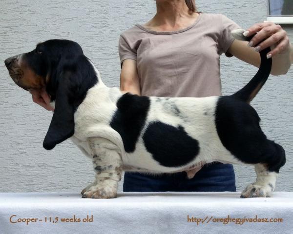 Öreghegyi Vadász Cooper | Basset Hound 