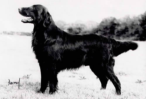 Shargleam Blackcap | Flat-Coated Retriever 