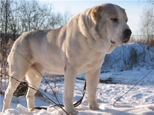 asket iz Plenniz | Central Asian Shepherd Dog 