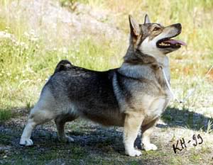 Silver Lady V.D. Zwanensteeg | Swedish Vallhund 