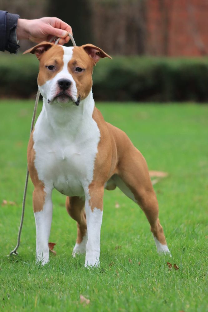 Nine to Five Secretariat | American Staffordshire Terrier 