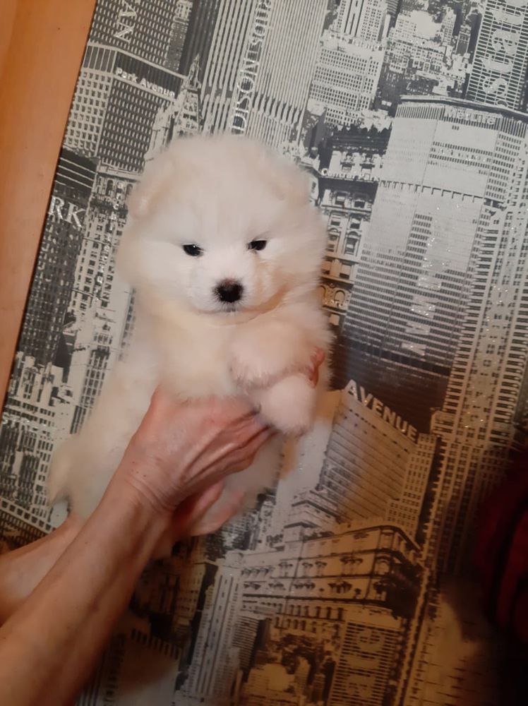 WINTERFELL PRIDE PAKIRA BLONDY | Samoyed 