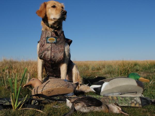 Jakes Baldpate Lilyhammer | Golden Retriever 