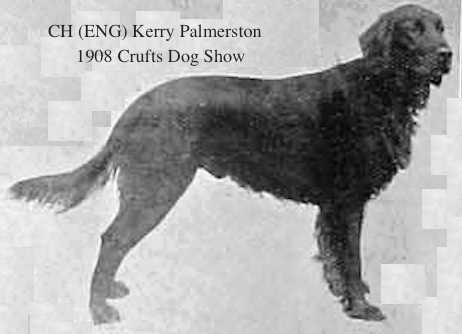 Kerry Palmerston | Irish Setter 