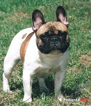 SUPER BULLY LA MONARCHIA-MIRABEAU | French Bulldog 