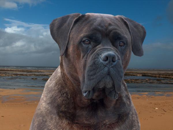 opla des jardins d'atlantis | Bullmastiff 