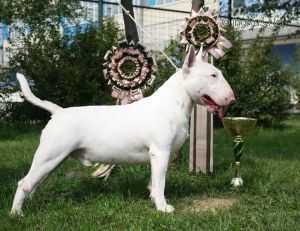 Cafe Del Mar Sorrowfull Sight | Miniature Bull Terrier 