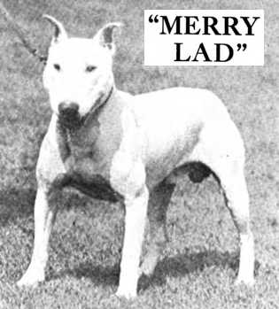 Merry Lad | Bull Terrier 