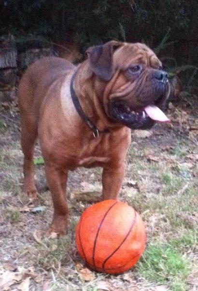 Durhamdogues Empire | Dogue de Bordeaux 