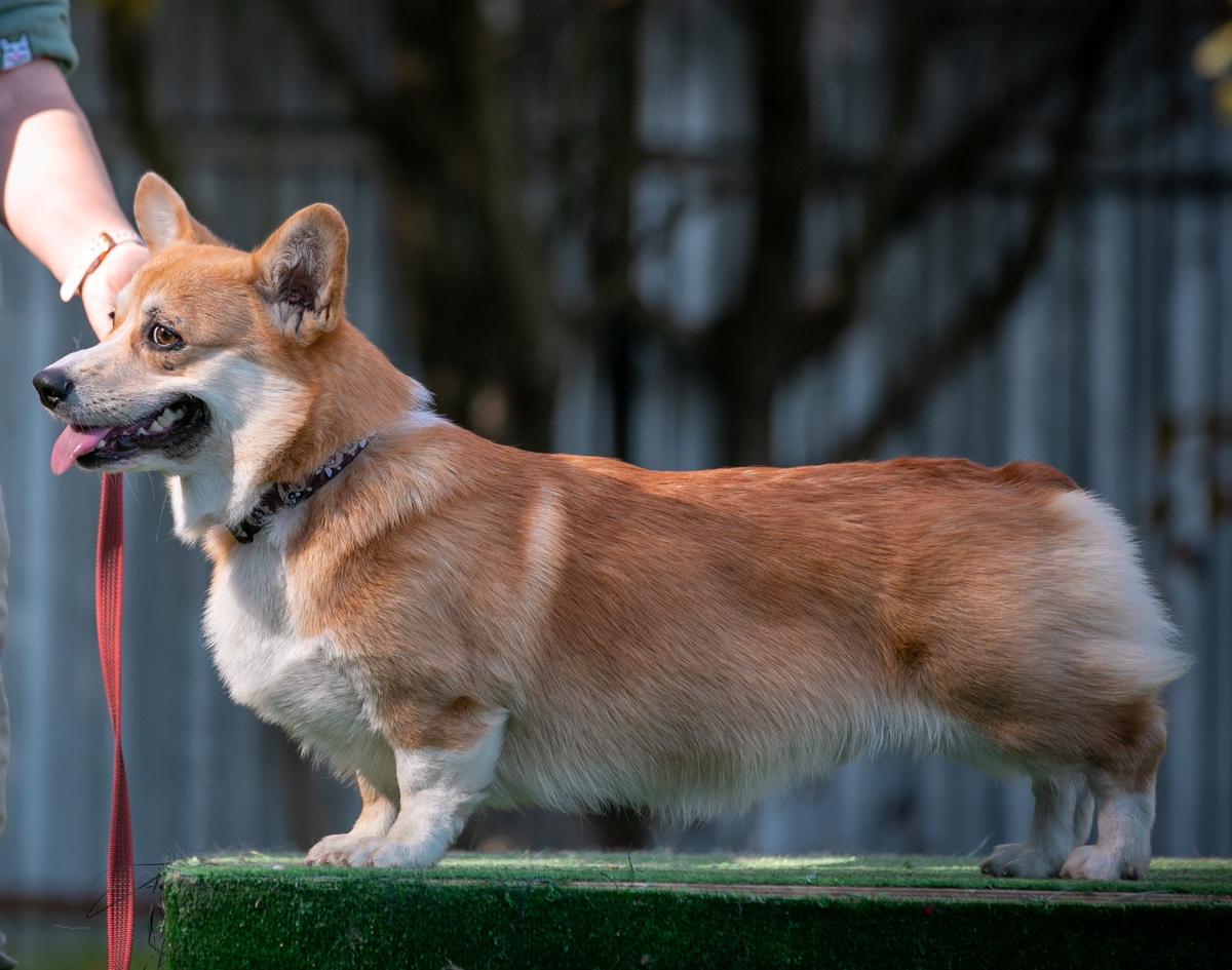 Frei Wind Lemon | Pembroke Welsh Corgi 