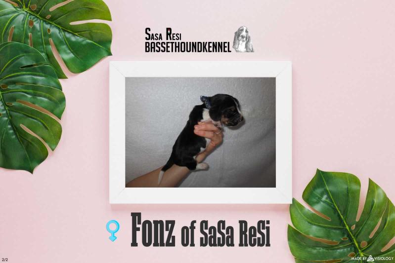 Fonz of Sasa Resi | Basset Hound 